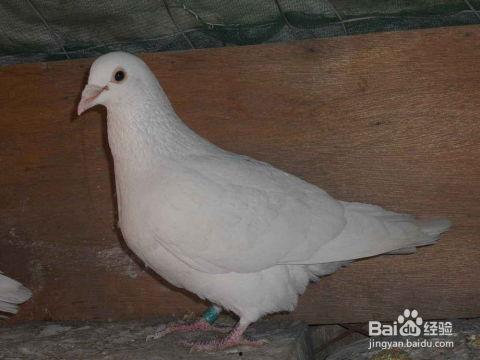 网红吃瓜鸽子视频